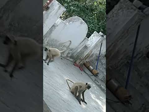 monkey's area anta😜😜😜 #ytshorts #comedy #youtubeshorts