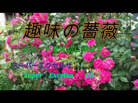 つるバラ「スーパーエクセルサ」 植物