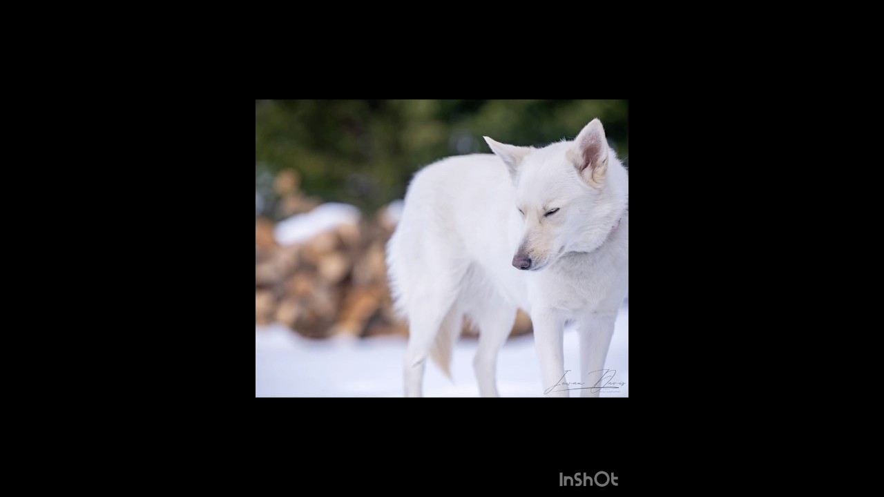 Enlarge Cookie, a Adoptable mixed breed in Lovettsville, VA video 6/6