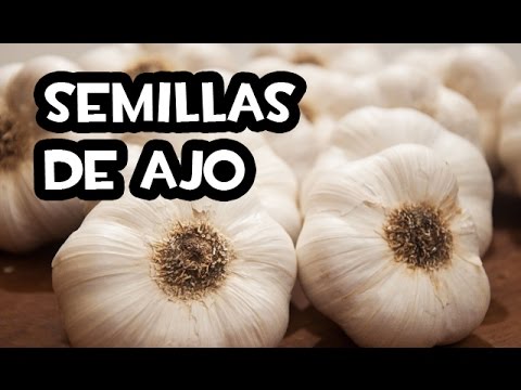 , title : 'Como conseguir Semillas de Ajo | Huerta Organica'
