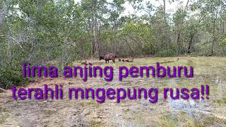 Download lagu Anjing hebat pemburu rusa! mp3 Download lagu Anjing hebat pemburu rusa! mp3