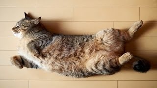 Funny Cats Sliding on Wooden Floors Part 2 [2014 HD]