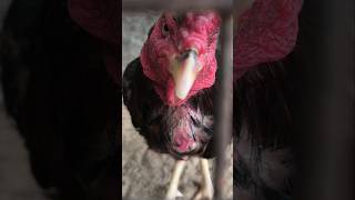 Download lagu Ayam jantan ini mengira dirinya model 🤣🐓 mp3
