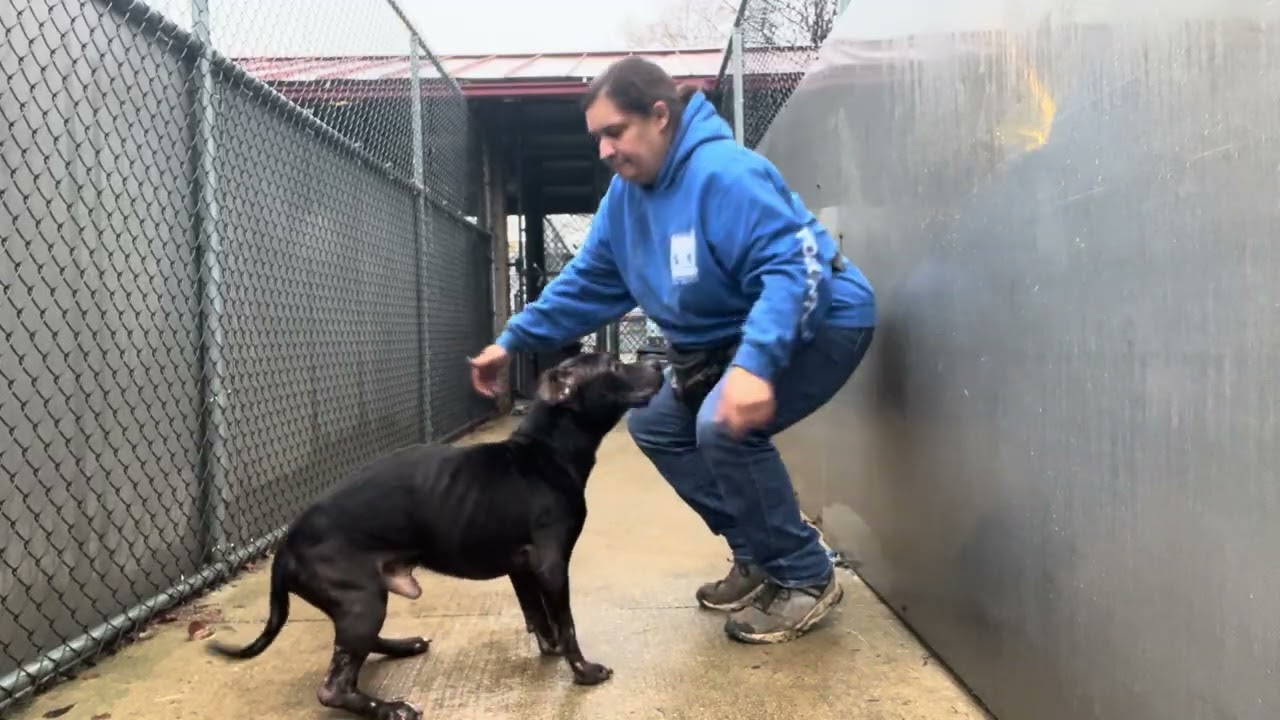Evander, a ADOPTABLE Pit Bull Terrier in Chicago, IL video 4/5