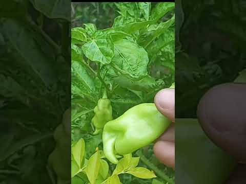 Pimento Pepper Benefits|Harvest#shorts
