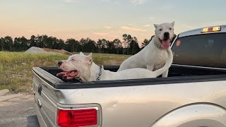 San Dogo Argentino