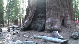 The Redwoods Video