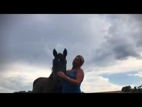 MUSTANG MAKEOVER 2018 Team Cathleen (TAG 3299) - Update 8