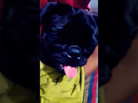 Sagar di Sagar voti leyndi Indica chala 😍#youtubeshorts #funnyvideo