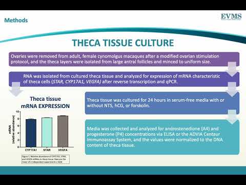 Thumbnail image of video presentation for Neurotensin stimulates theca steroidogenesis in the monkey ovarian follicle