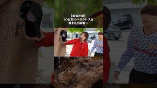 激レア10万円のヘラクレスオオカブトを捕まえました #shorts