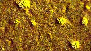 Oasis by Ashra (Petter Janse cover)