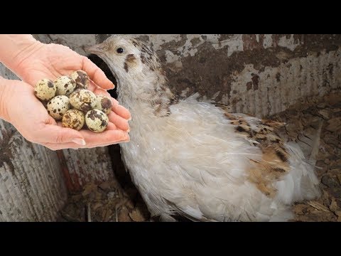 , title : 'Bıldırcın Yumurtası Nasıl Üretilir'