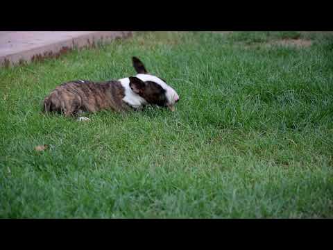 Miniature Bullterrier puppy for sale
