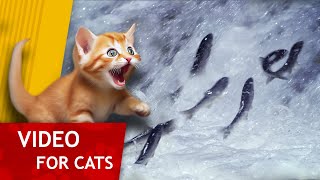 Movie for Cats - Fish Migration (Video for Cats to watch) 4K