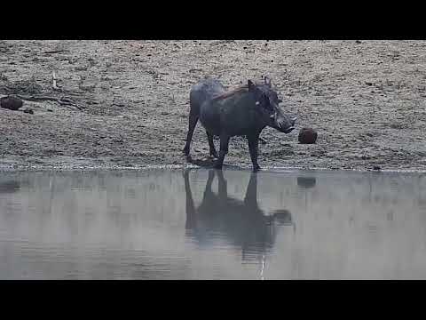Djuma: Warthog drinking at the dam - 09:43 - 11/04/21