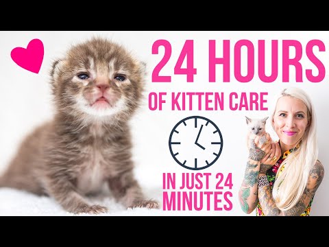 24 Hours in the Life of a Kitten Foster Mom!