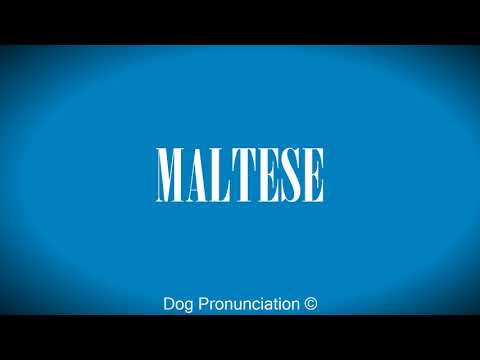 How to pronounce  MALTESE
