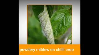 powdery mildew on chilli crop & treatment