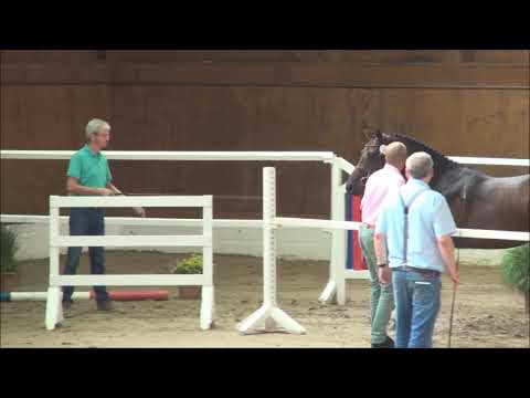 Casaltino- Canterburry - Quinar Körung Vorauswahl Elmshorn 2019