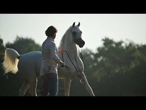 SAFEER AL WADI - Senior Stallion Contender, PHWCF 2023