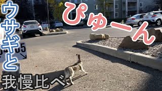 野生ウサギとの静かなる闘い / Wild bunny living in our condo