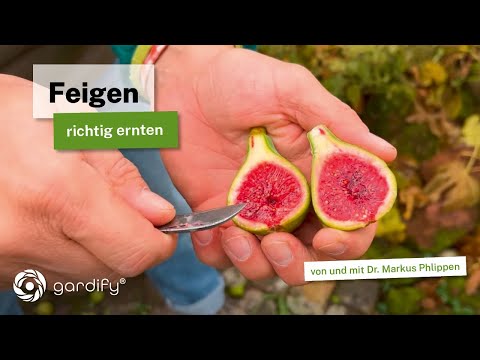 Can figs be harvested in fall or winter? How do you recognize ripe figs?