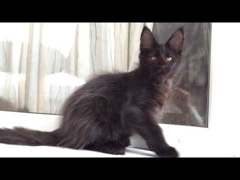 Neo Nisha - big, strong girl