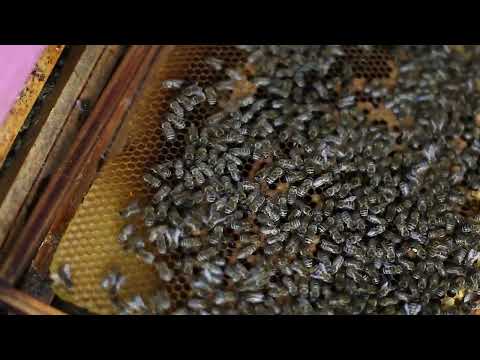 Včelárka srdcom: Podpor vybudovanie apidomčeka a zachovanie včelárskeho remesla