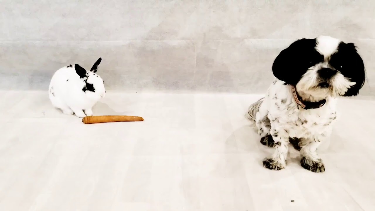 to Jockey Hollow Veterinary Practice