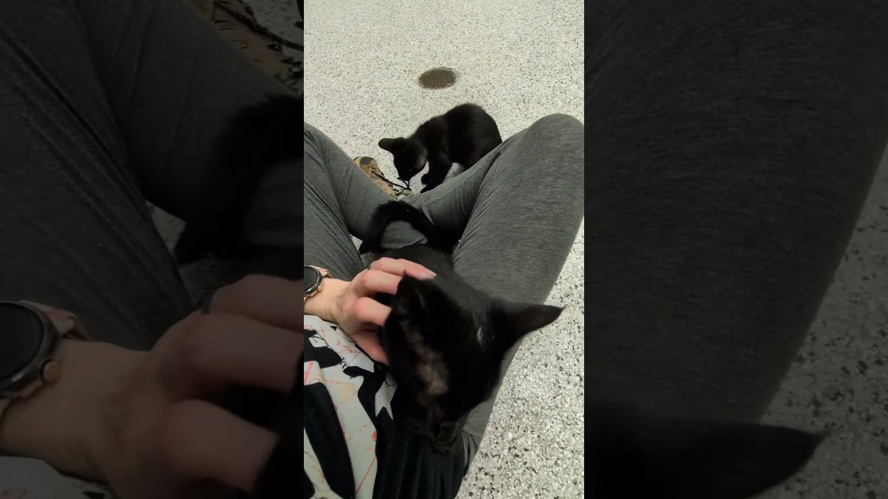 Enlarge Inky, a Adoption Pending mixed breed in Mount Carmel, IL video 5/5