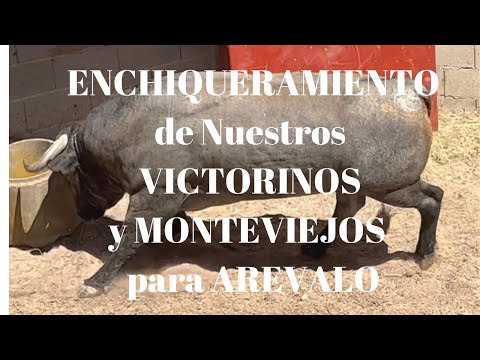 ENCHIQUERAMIENTO de los VICTORINOS Y MONTEVIEJOS para AREVALO