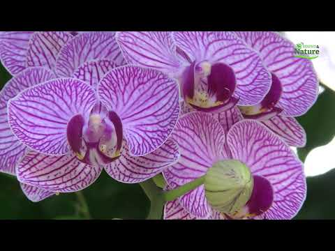 Speranța ambiental  4 - O, Doamne mare Relaxing  music