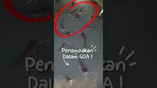Download lagu MOMENT Kamera Menangkap Sesuatu di Goa Air Paling Angker! 😨#spot #mancing #ikan #viral #shorts mp3