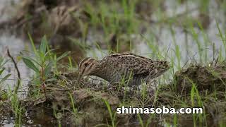 コムシクイ、ジシギ3種(動画あり)