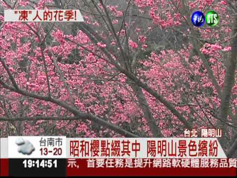 八重櫻打頭陣! 陽明山花季登場