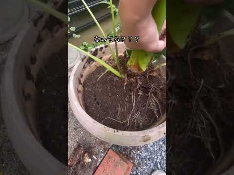 多年生のゼラニウムを太陽の当たるバルコニーに置く 2023