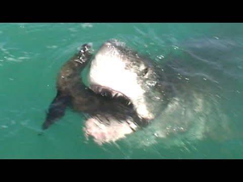 Great White Shark Eats Seal