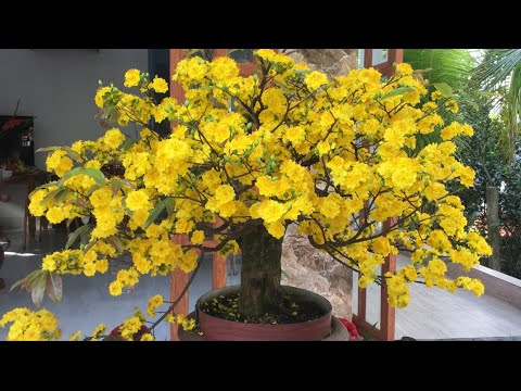 Ngắm mai mở rộ ngày mùng 2 chúc mọi người năm mới an khang thịnh vượng