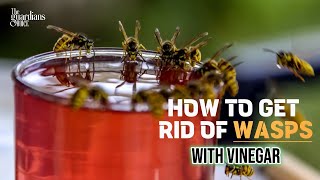 Ultimate Guide: How to Get Rid of Wasps with Vinegar