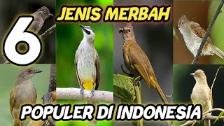 Download lagu VERY POPULAR TYPES OF BIRD IN INDONESIA mp3 Download lagu VERY POPULAR TYPES OF BIRD IN INDONESIA mp3