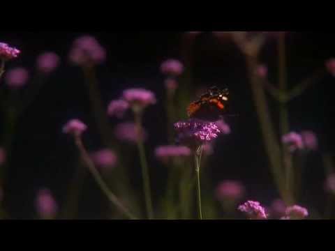 Claudia Danciu Sa fiu ca Tine iubire