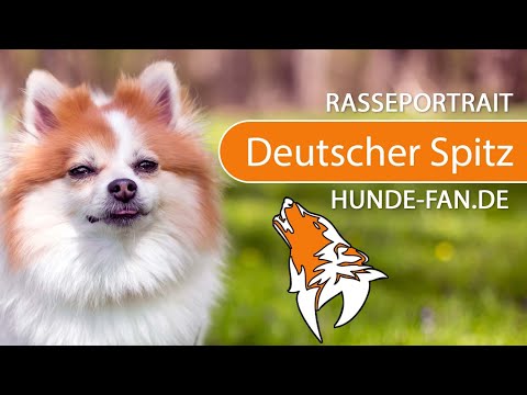 ► Deutscher Spitz [2019] Rasse, Aussehen & Charakter