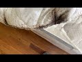 Mattress Taken Over by Bed Bugs in Eatontown, NJ