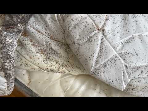 Mattress Taken Over by Bed Bugs in Eatontown, NJ