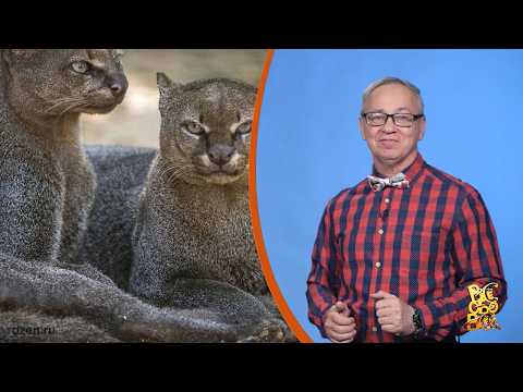 Всё обо всём. Ягуарунди. Выпуск от 11.03.26