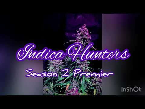 Season two premiere planting the Purple lemonade by Fast Buds with the Mars Hydro TS 1000.