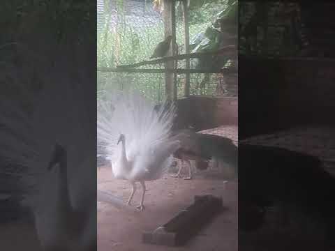 CHIM CÔNG (KHỔNG TƯỚC) 0932623378