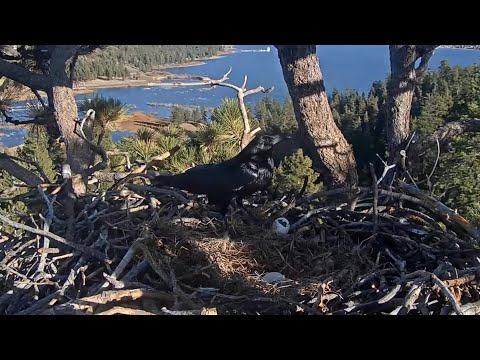 Raven eats both eggs💔 Jackie and Shadow are not in the nest / 15:26 / Big Bear Eagles 2026-01-30