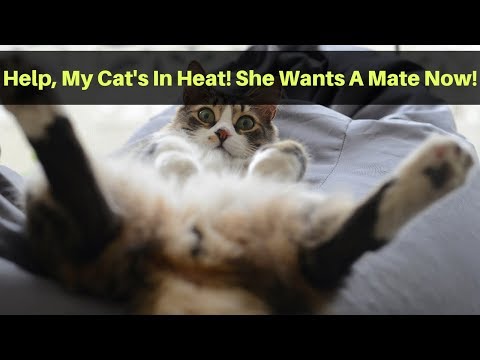 How Long Does A Cat Stay In Heat | Spay Your Female Cat Or Find A Male To Mate Her With